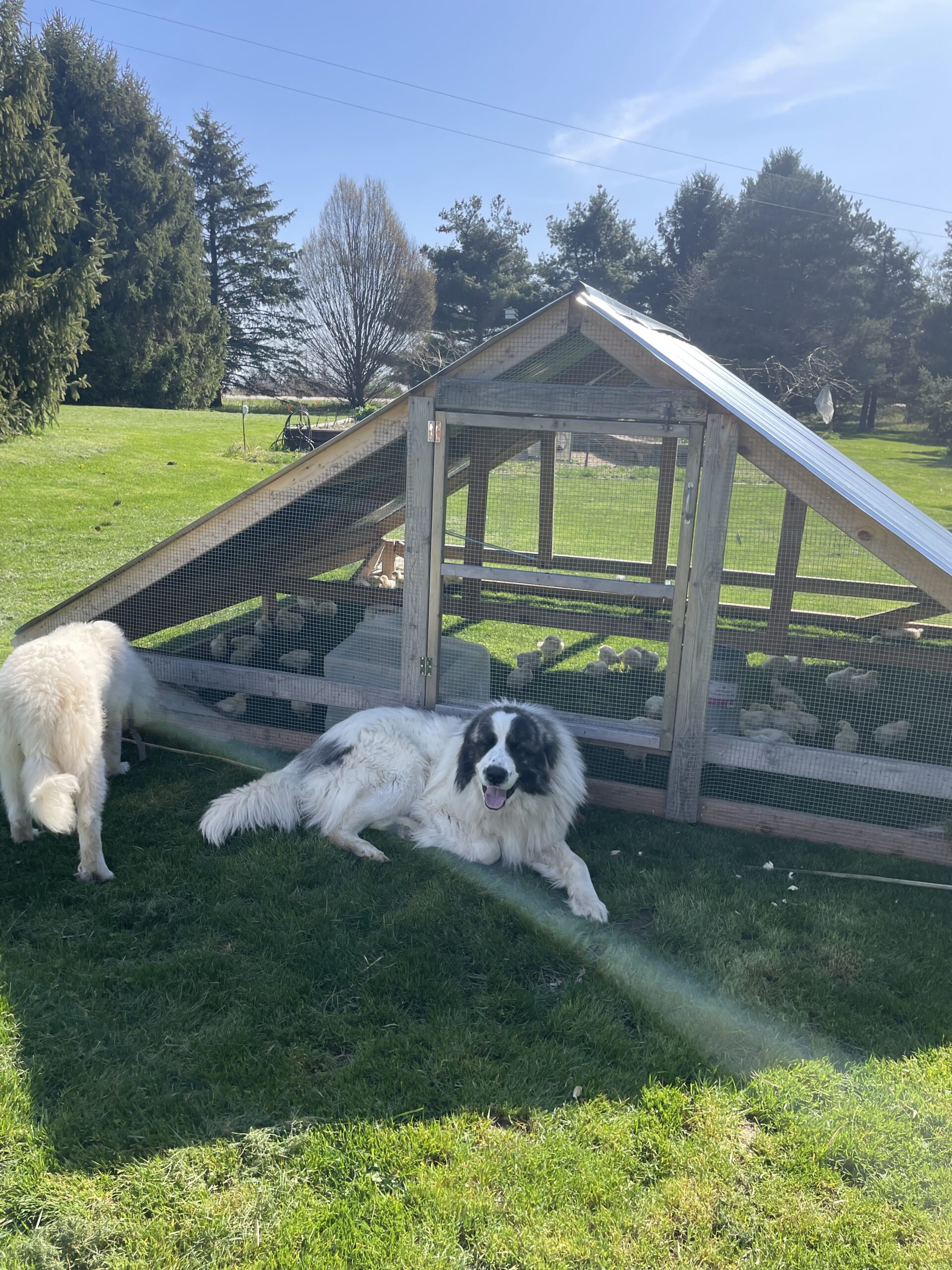 two livestock guardian dogs in front of a chicken tractor